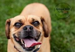 Branford Dog For Adoption: Olivia